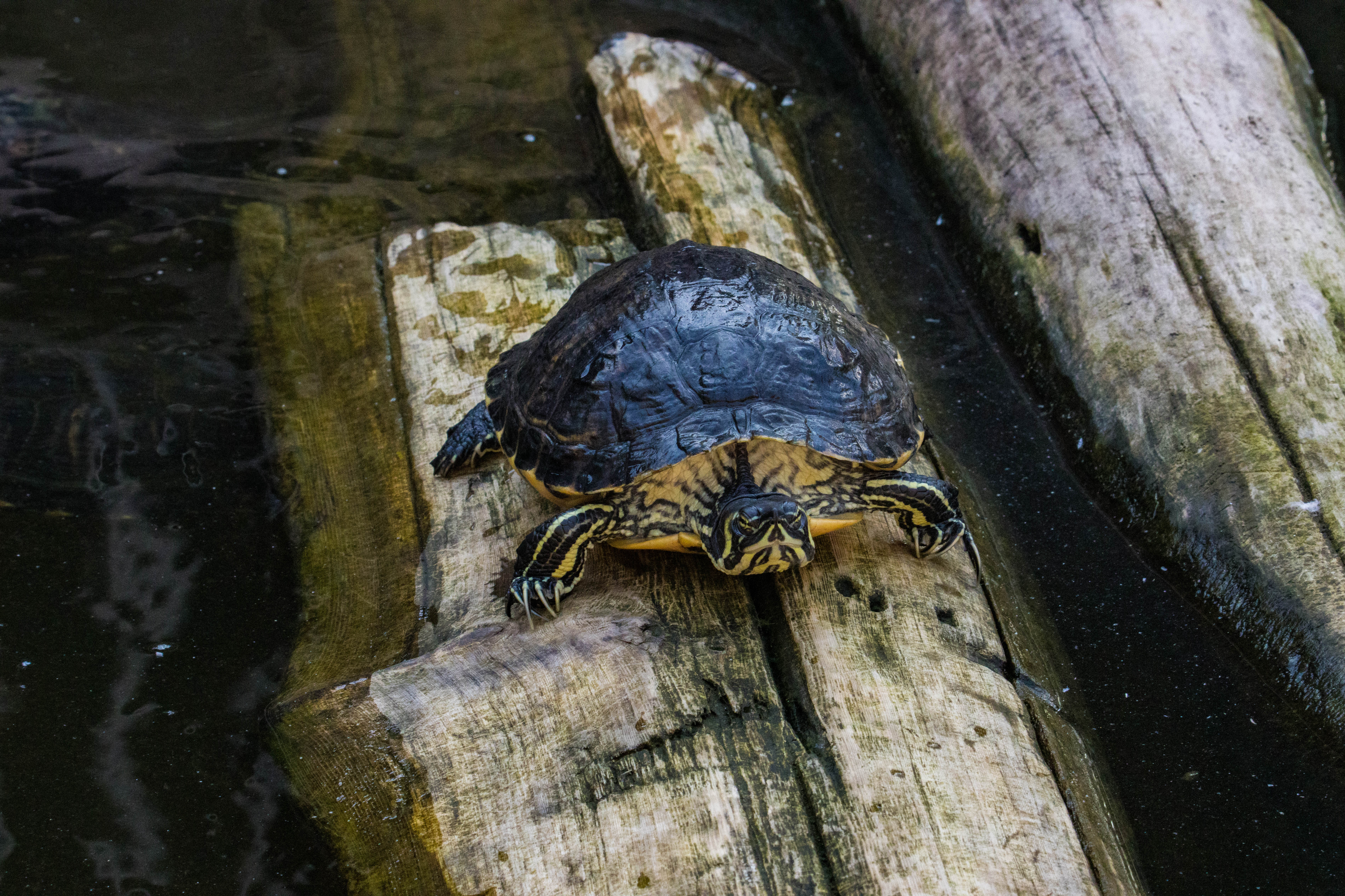 Tortue Trachemys scripta scripta-IMG_1437.jpg